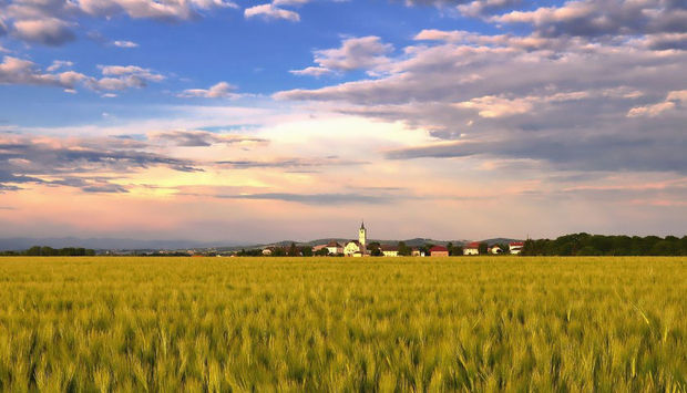 Eine gelb blühende Landschaft, am Horizont ist ein Dorf zu sehen