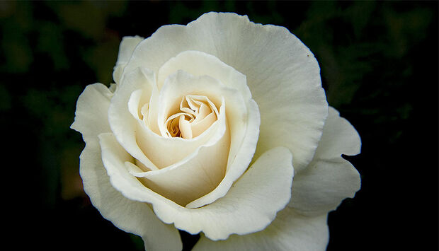 Eine Weiße Rose, Symbol der Widerstandsgruppe gegen das NS-Regime. 